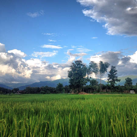 Rice field in Thailandの素材