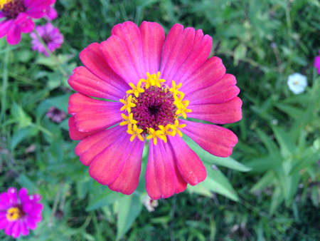 Pink Zinnia flower in the gardenの素材