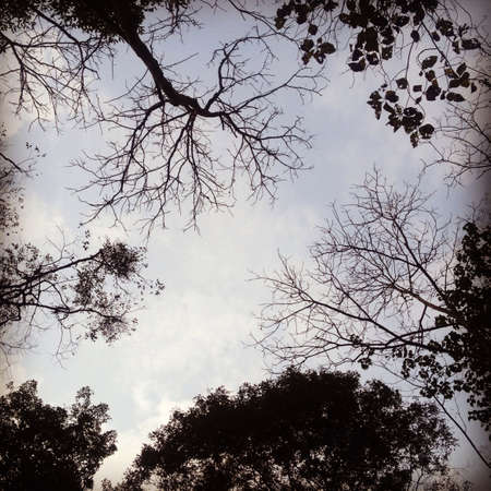 Tree branch against blue skyの素材