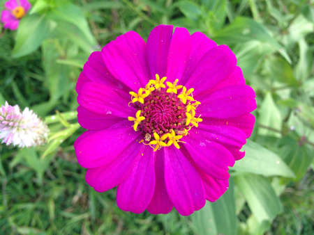 Pink Zinnia Flowerの素材