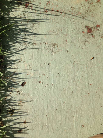 Shadow of grass on concrete floorの素材