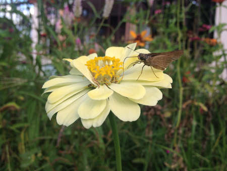 Brown butterfly on yellow zinnia flowerの素材