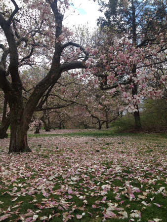 Magnolia flower falling on green lawnの素材