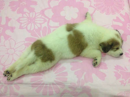 Cute puppy sleeping on the bedの素材