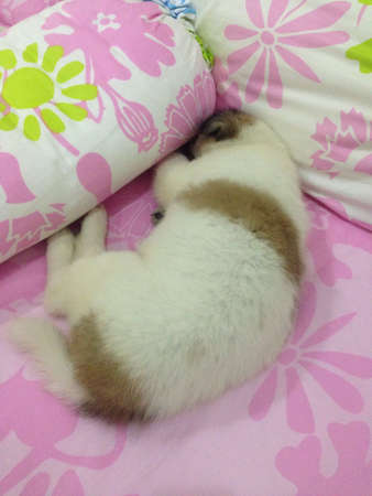 Cute puppy sleeping on the bedの素材