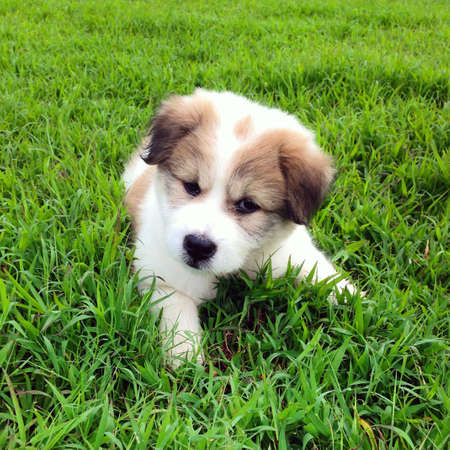 Cute puppy relaxing on grassの素材