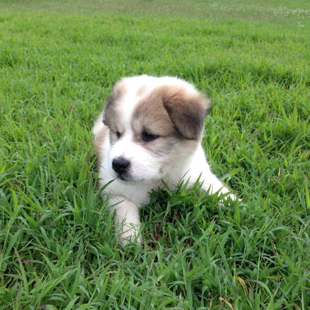 Cute puppy relaxing on grassの素材