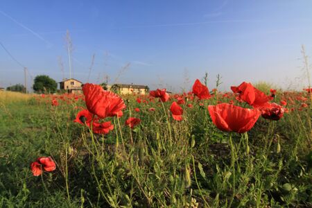 Poppy flower in the meadow