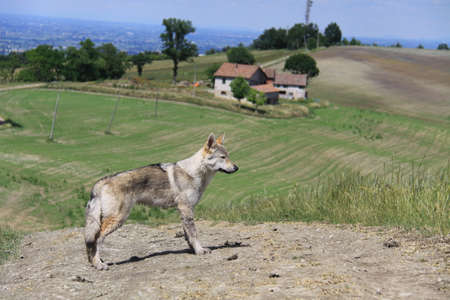 Czech Shepherd on the hillside