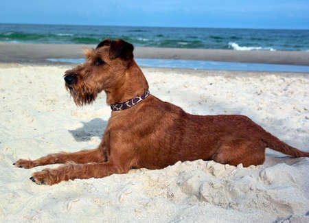 Photo Irish terrier made in the afternoon on the beach in summerの写真素材