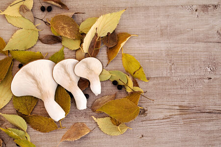 Mushrooms with leavesの写真素材