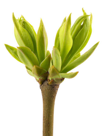 Branch tree with spring buds isolated on white