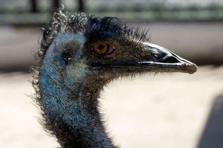 Ostrich head  close up photo