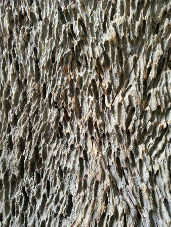 Close up photo of wood eaten by termite to show the texture.の素材