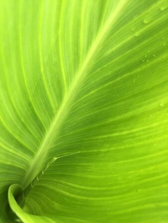 Closeup view of a Giant green leaf with veinsの写真素材
