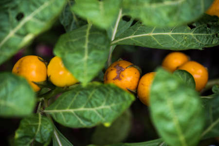 Close up of round yellow eggplants hanging with treeの写真素材