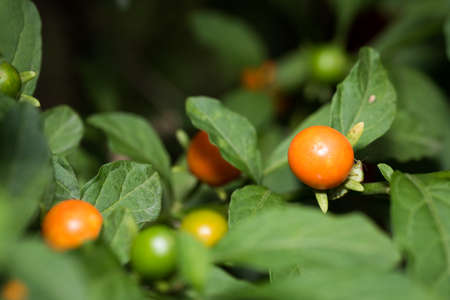 Close up of Jerusalem cherry, also known is winter cherryの写真素材