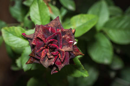 Close up, Macro shot of and old dark red rose