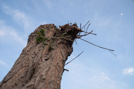 Close up of a vertical Tree Trunk against blue skyのeditorial素材