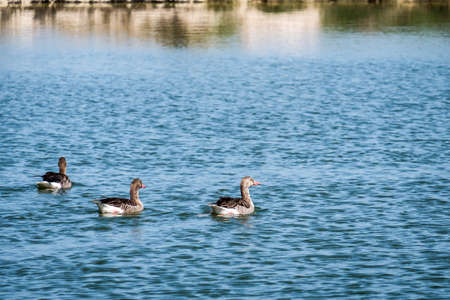 Egyption goose swimming in Saadiyat Island Lake, Abu Dhabiの写真素材