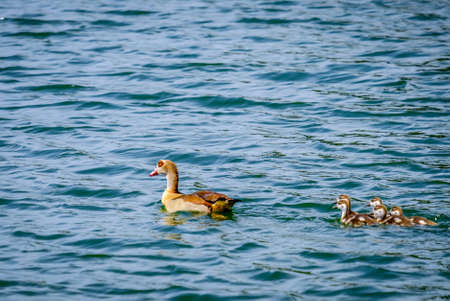 EGYPTIAN Mother Goose swimming with goslings at Saadiyat Lake