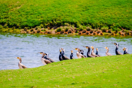 Row of Egyption Goose at Saadiyat Lake, Saadiyat Island, Abu Dhabi, UAEの写真素材