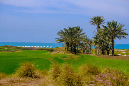 Feb 26, 2018: Dates / Palm Tree at Saadiyat Island Golf Course, Abu Dhabi, UAEのeditorial素材