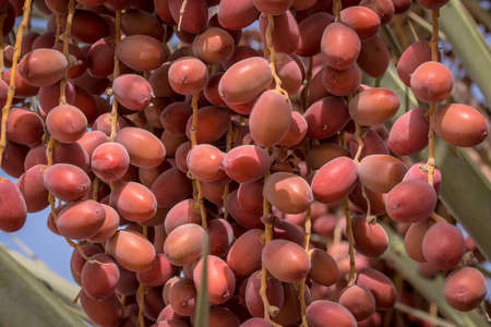 June 14, 2018: Close up of unripe dates with tree can be found on the roads of Abu Dhabi, UAE