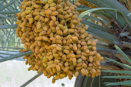 June 14, 2018: Close up of unripe dates with tree can be found on the roads of Abu Dhabi, UAE
