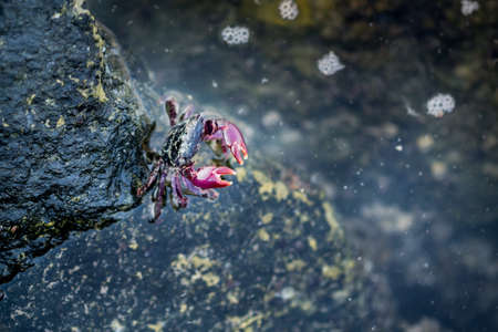 Close up of an ocean Pink Crab sitting on a rock inside the waterの写真素材