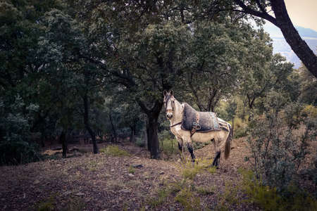 Andalusian Arabian horse in the oak forest