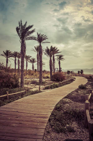wooden path by the seaside and palm trees to take sunbathing and walkの写真素材