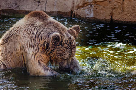 grizzly bear cooling in the fishing water