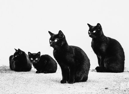 4 black cats sitting and watchingの写真素材