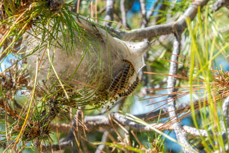 Pine processionary larvae nest (Thaumetopoea pityocampa)の写真素材
