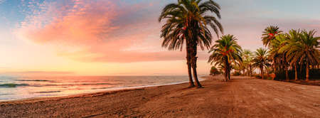 Sunset on the beach with palm treesの写真素材