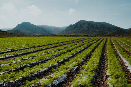 agricultural field of celery plants with mountains and sky. Cultivation of organic vegetables. eco friendlyの写真素材