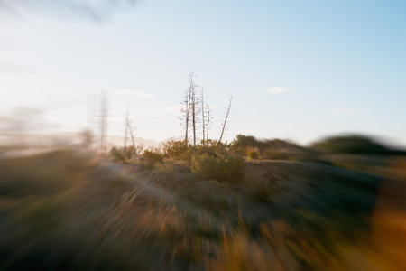 zoom in speed motion of agave trees sunny morningの写真素材