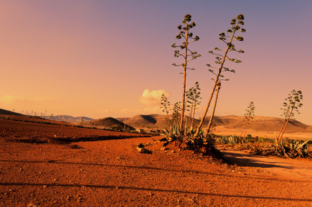 desert landscape of pitas at golden sunset with in the backgroundの写真素材