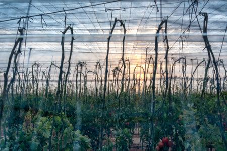 tomato plants hanging behind the netting of a greenhouse at duskの写真素材