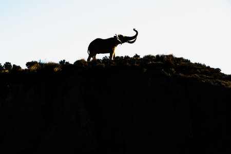 Silhouette of an African elephant with its trunk raised. Wildlife portrait. adventure safariの写真素材