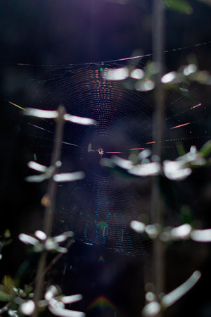 spider waits for its prey in the spiderwebの写真素材