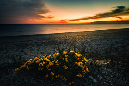 Ulex is a shrub of the fabacea family. Sunset at Cabo de Gataの写真素材