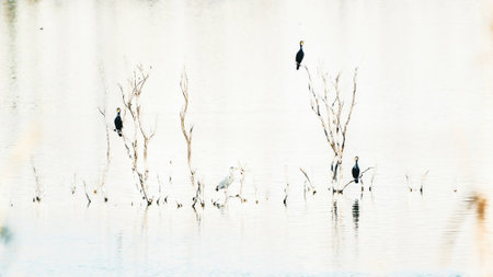 cormorant on the lake in the morning, nature series