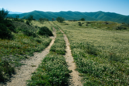 rural scene of two girls on a path towards the mountains in the backgroundの写真素材