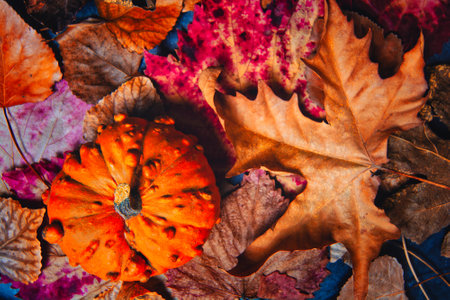 Colorful autumn leaves and pumpkins on dark blue background. Top view.の写真素材
