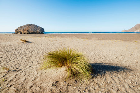 plant on the sand of Monsul beach in front of the fossil rock called Combの写真素材