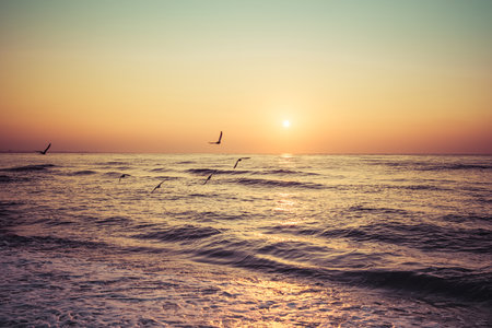 seagulls at dawn at sea with the sun on the horizonの写真素材