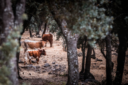 herd of cows grazing among the trees in the forestの写真素材