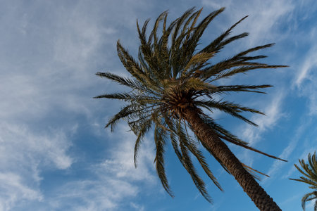 tropical palm tree against the blue skyの写真素材